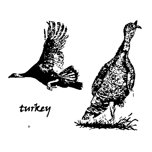 SVG Turkey pair
