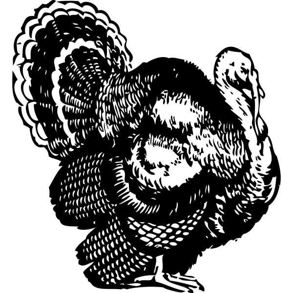 SVG Turkey vector image