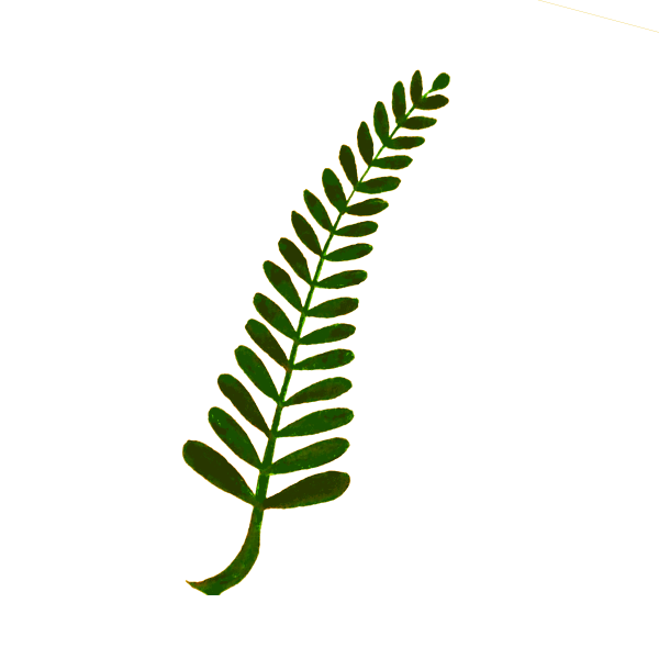 SVG Twiggy plant