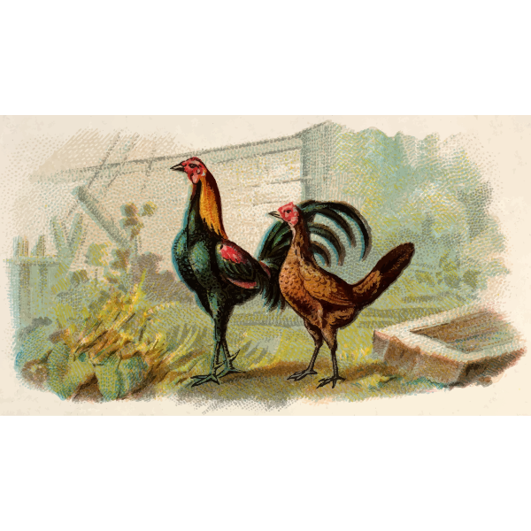 SVG Two hens