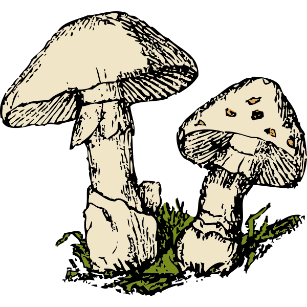 SVG Two mushrooms vector
