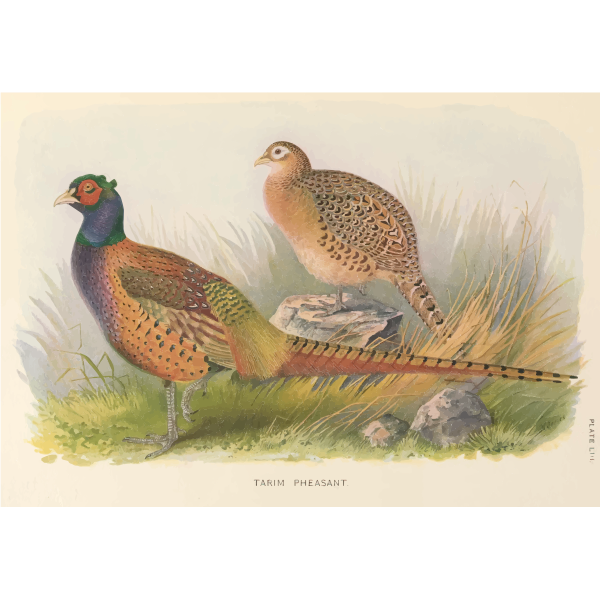 SVG Two wild birds