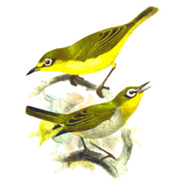 SVG Two yellow birds