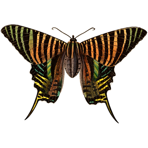 SVG Urania moth