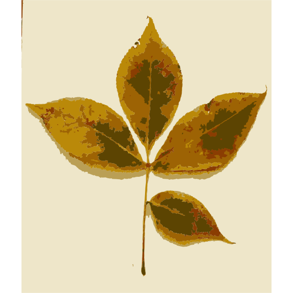 SVG Various Missouri tree leaves