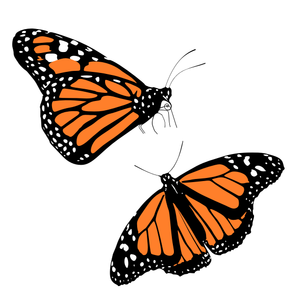 SVG Vector clip art of black and orange butterflies