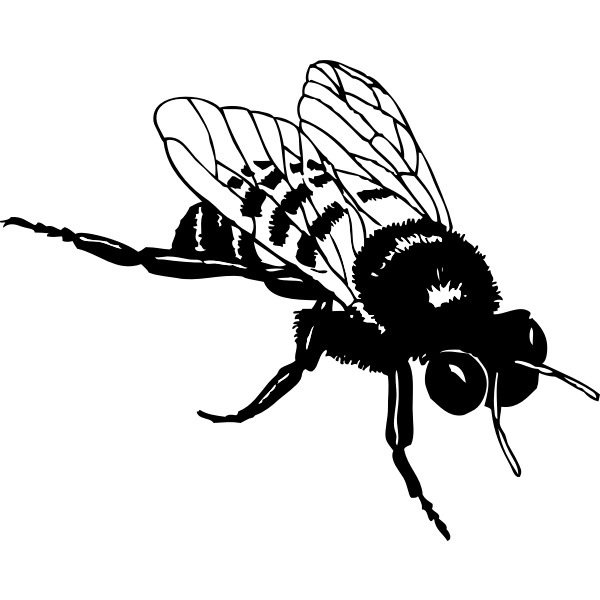 SVG Vector clip art of bumble bee