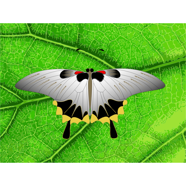 SVG Vector clip art of grey butterfly on a leaf