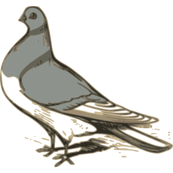 SVG Vector clip art of grey pigeon illustration