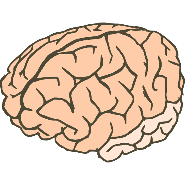 SVG Vector clip art of human brain in 2 colors