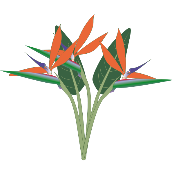 SVG Vector clip art of paradise flower