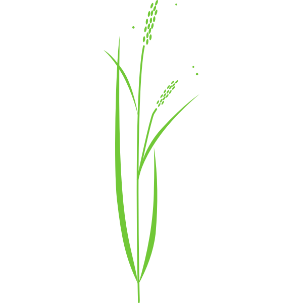 SVG Vector clip art of simple rice plant