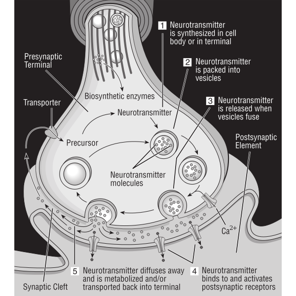 SVG Vector diagram of synapse