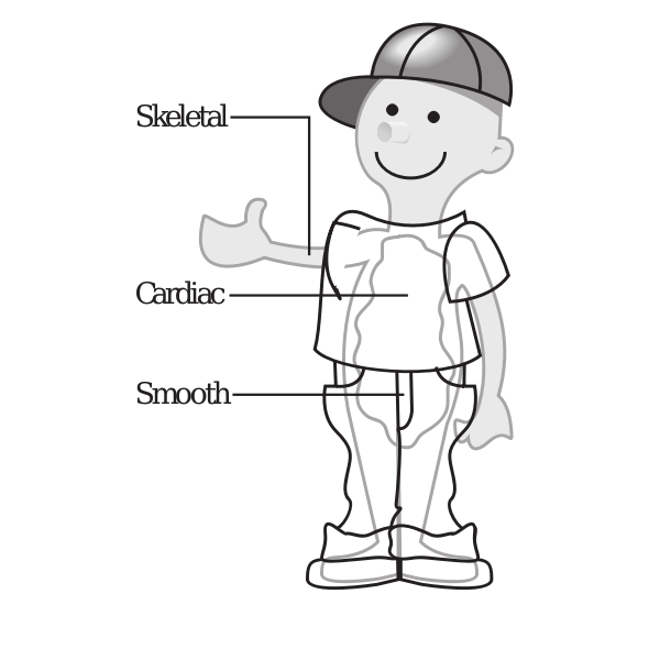 SVG Vector diagram of three muscle types