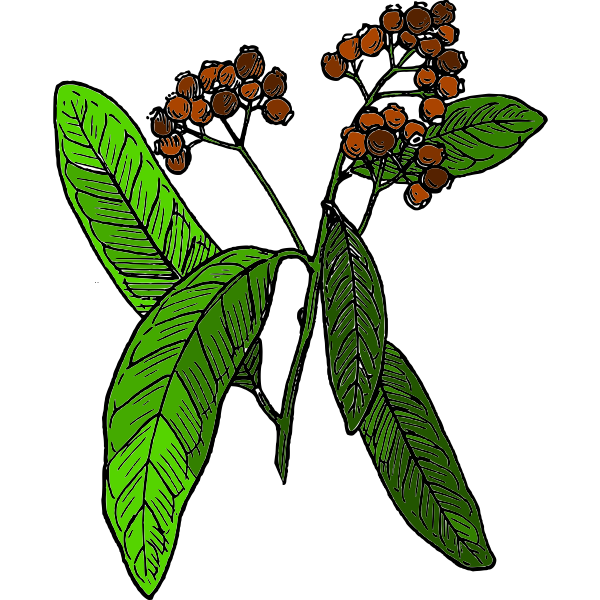 SVG Vector drawing of allspice fruit