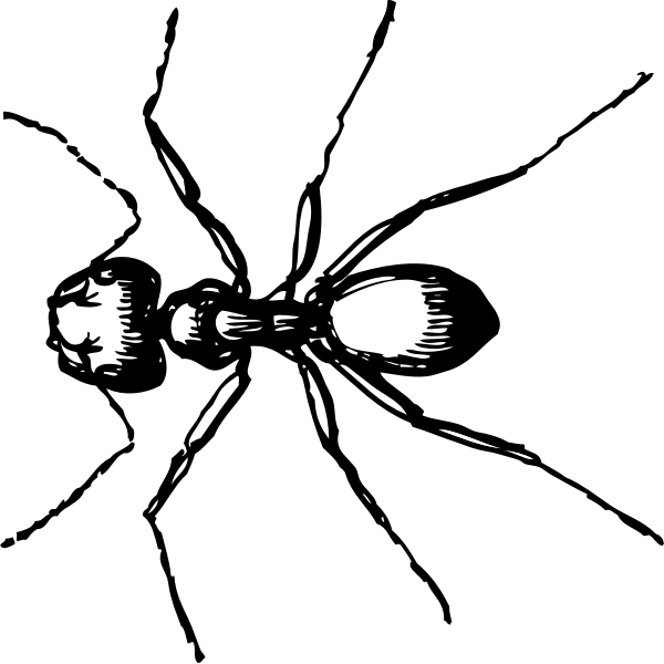 SVG Vector drawing of carpenter ant