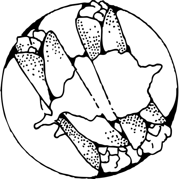 SVG Vector drawing of crepes