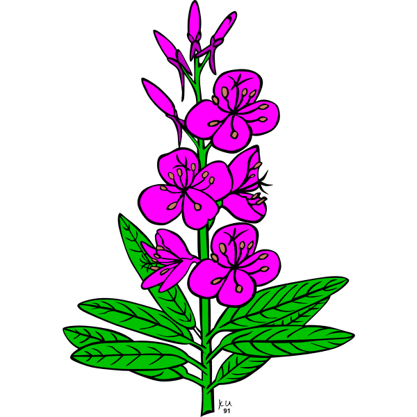 SVG Vector drawing of epilobium angustifolium plant