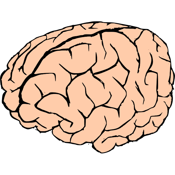SVG Vector drawing of human brain in pink and black