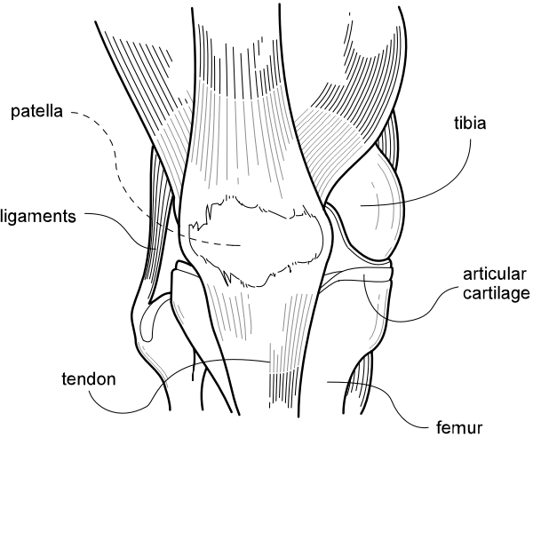 SVG Vector drawing of knee diagram