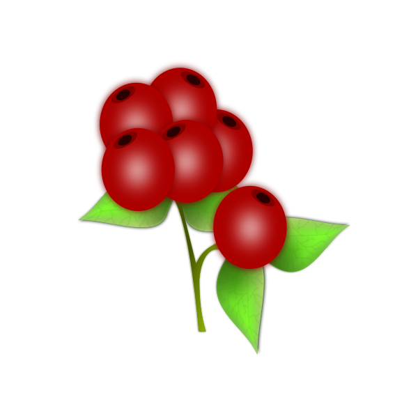 SVG Vector drawing of leaves and berries of a holly