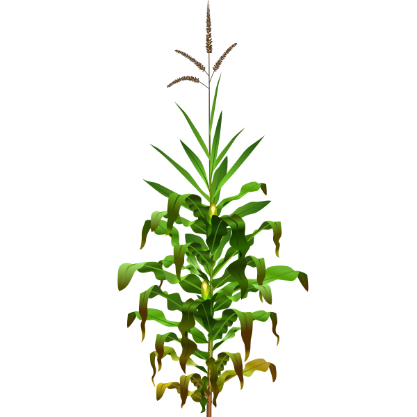 SVG Vector drawing of mais plant with ripe corn