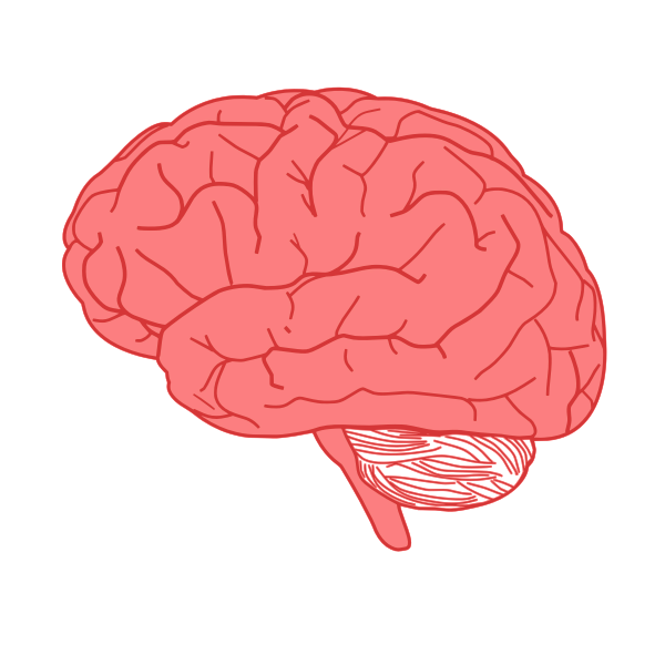 SVG Vector drawing of side view of human brain in red