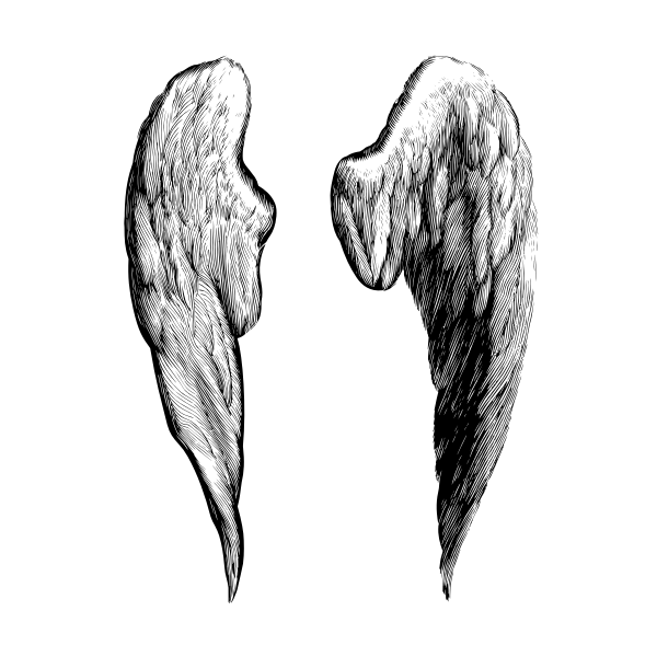SVG Vector drawing of two bird wings covered in feathers
