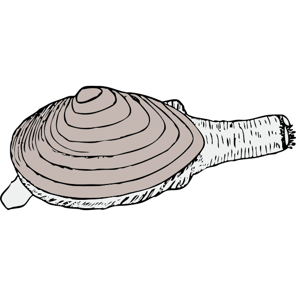SVG Vector graphics of clam