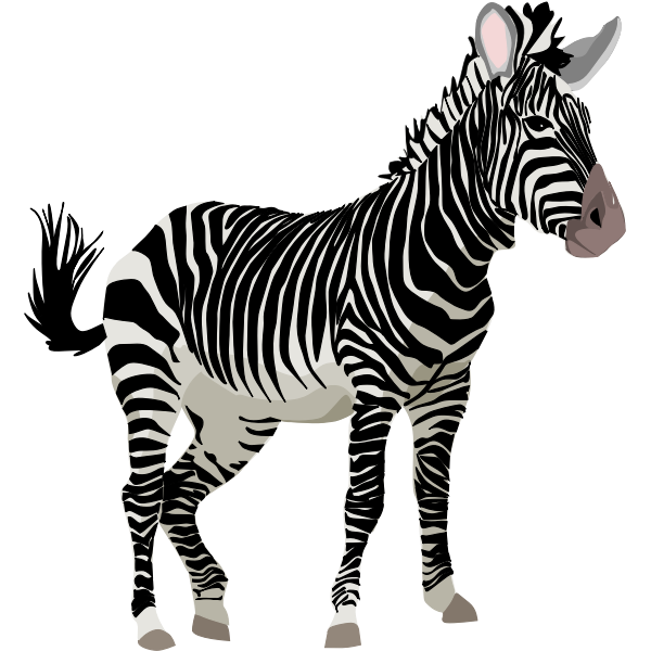 SVG Vector graphics of color zebra animal