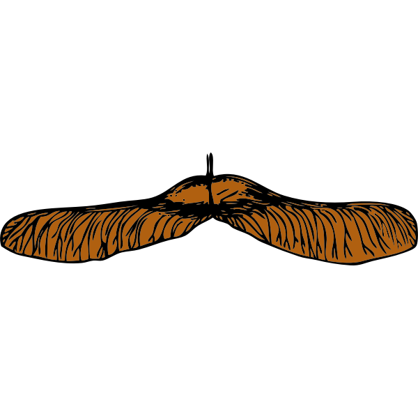 SVG Vector graphics of maple seed