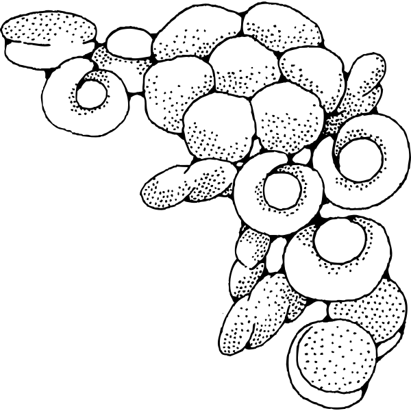 SVG Vector graphics of rolls