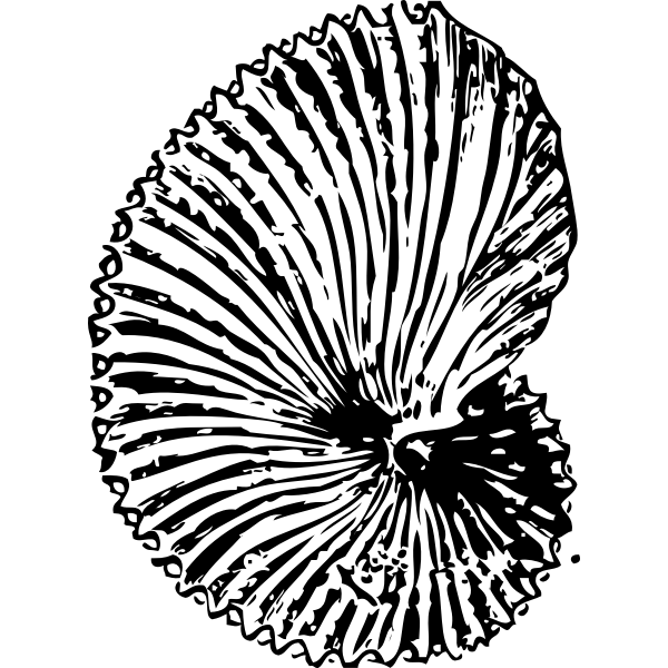 SVG Vector graphics of sea shell