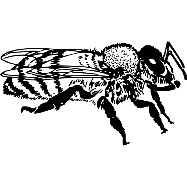 SVG Vector graphics of side view of honey bee