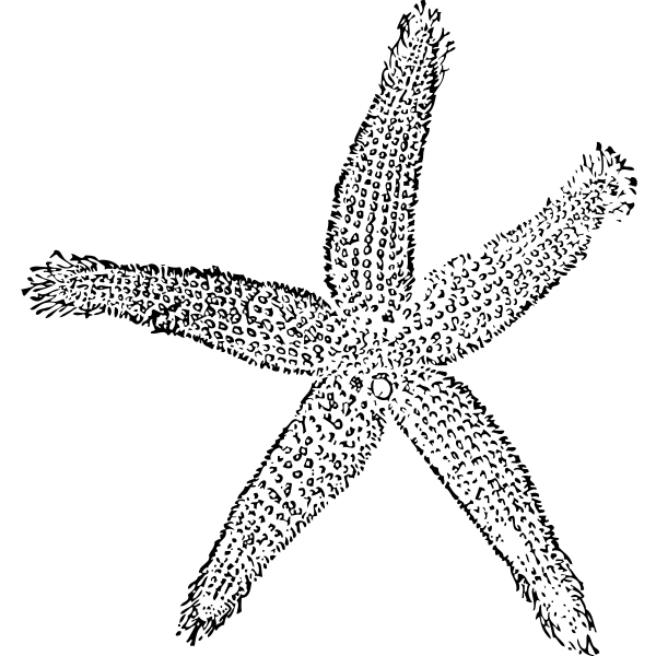 SVG Vector graphics of starfish