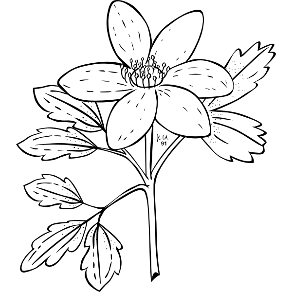 SVG Vector illustration of anemone piper plant