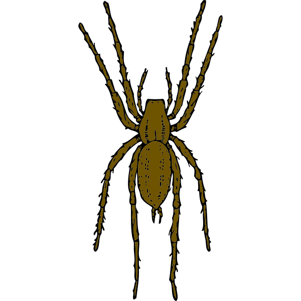 SVG Vector illustration of brown spider