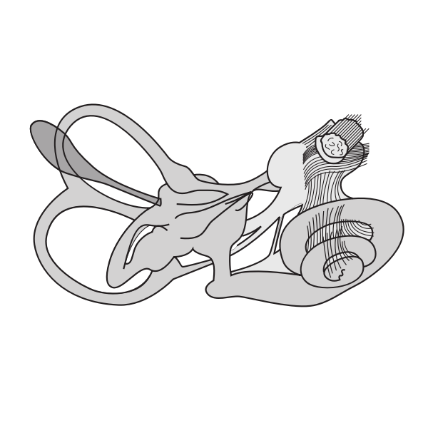 SVG Vector illustration of ear vestibular system