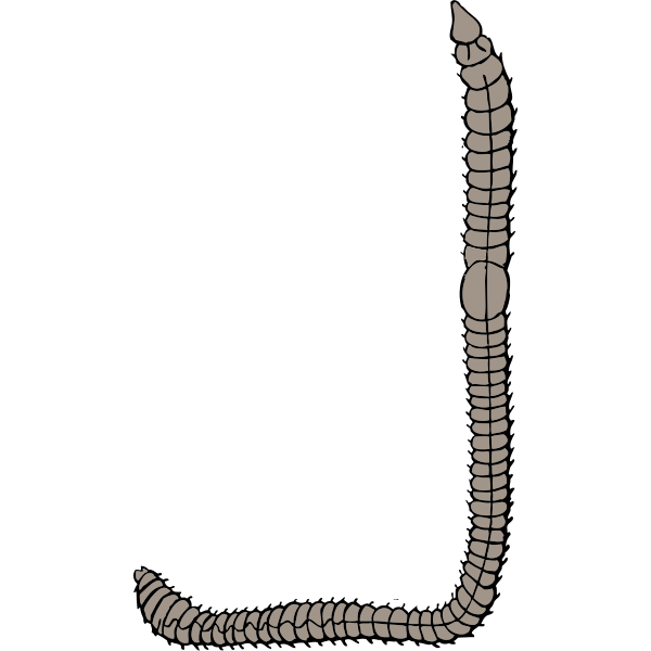 SVG Vector illustration of earthworm