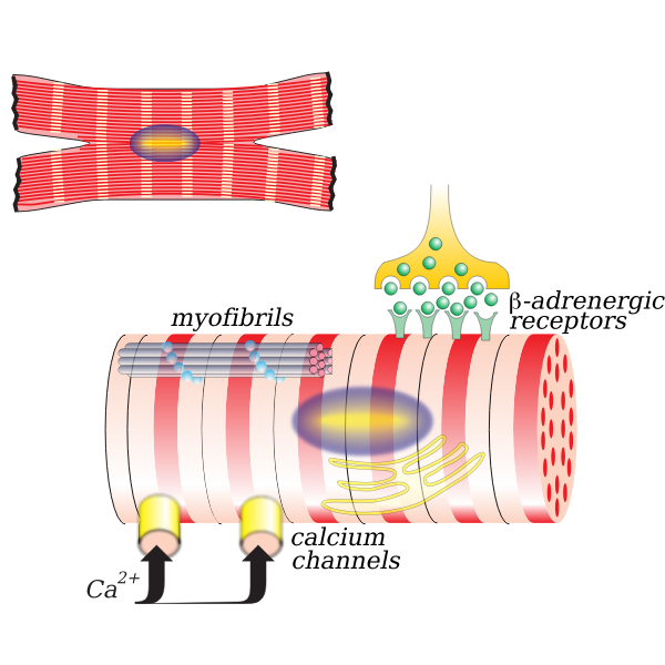 SVG Vector illustration of myocardiocyte
