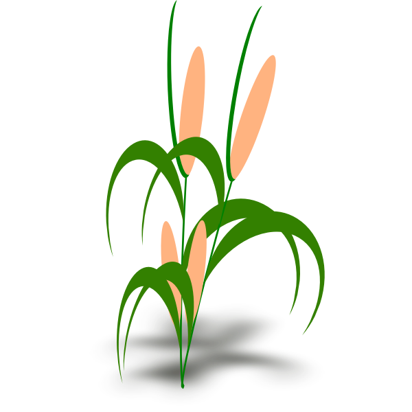 SVG Vector illustration of plant with cobs