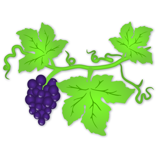 SVG Vector illustration of ripe grapes