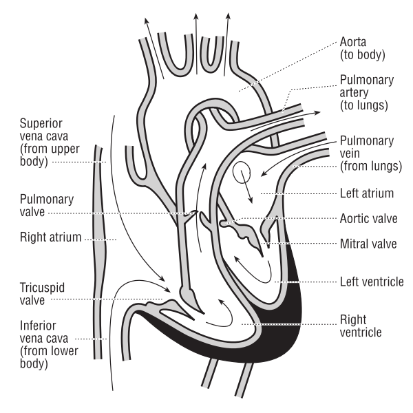 SVG Vector illustration of the heart and course of blood flow through the heart chambers