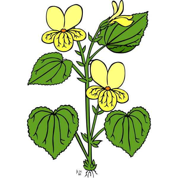 SVG Vector illustration of viola glabella flower