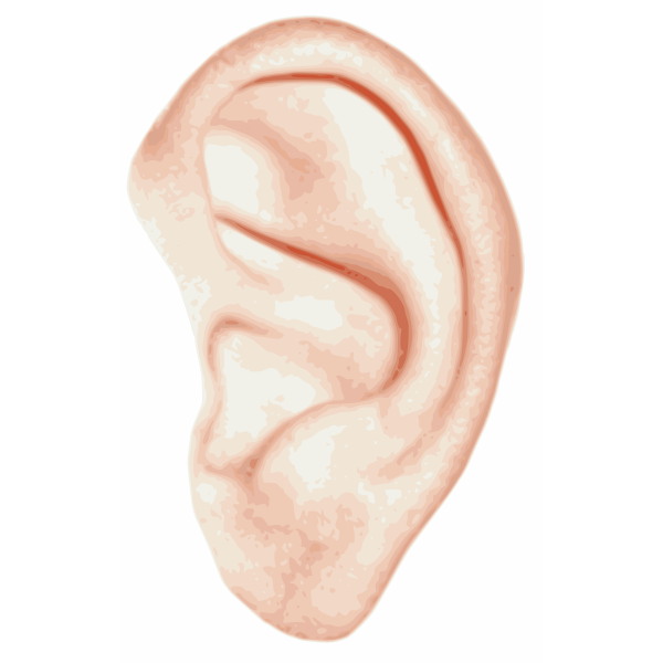 SVG Vector illustration of white human ear