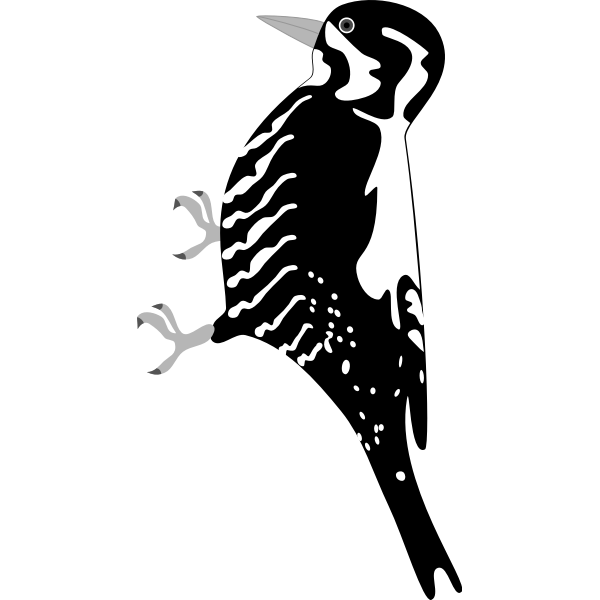 SVG Vector image of a bird