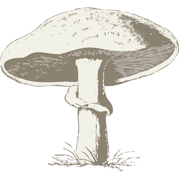 SVG Vector image of a mushroom