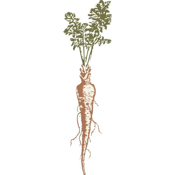 SVG Vector image of a parsnip