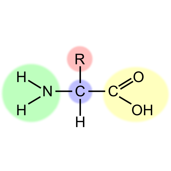 SVG Vector image of amino acid scheme