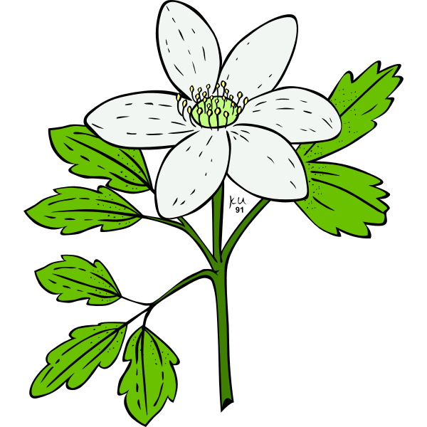 SVG Vector image of anemone piperi plant